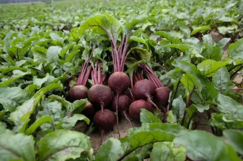 What is Beetroot and Where Does It Grow?