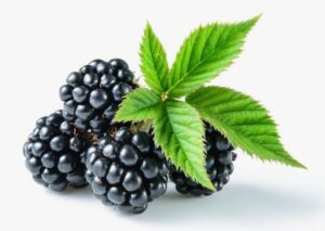 Everything You Need to Know About Blackberries: Benefits Uses and Health