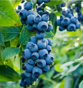 The Blue Jewel of the Berry Patch: Unpacking the Wonders of Blueberries