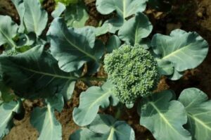 Broccoli: The Green Superfood and Its Wonders