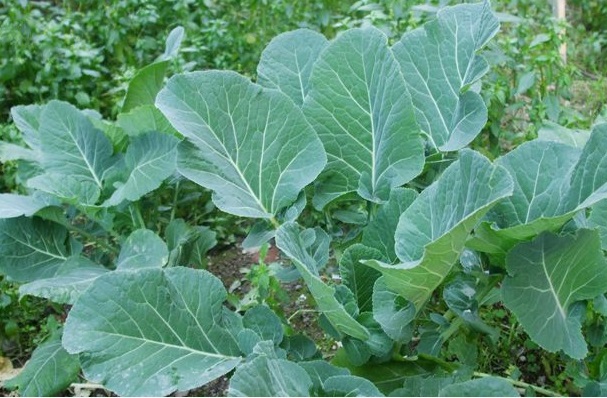 What is Black Cabbage and Where Does it Grow?