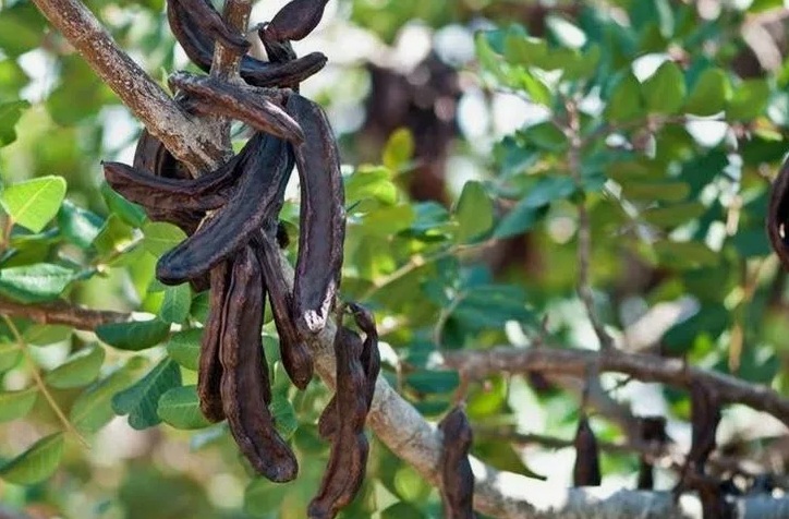 The Sweet Secret of the Carob Tree:Its Origins Benefits and Versatile Uses