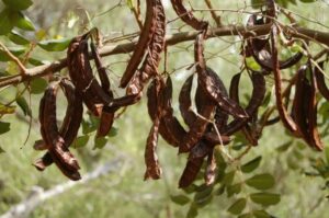 The Sweet Secret of the Carob Tree: Origins Benefits and Versatile Uses