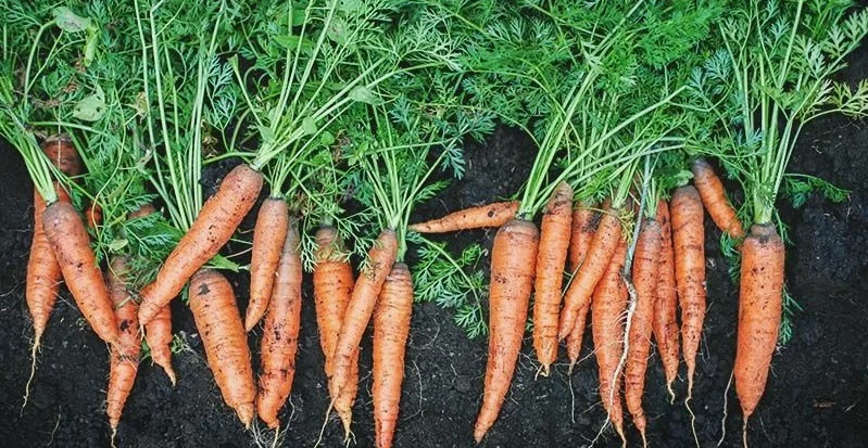 What is Carrot Benefits Health and Where Does It Grow?