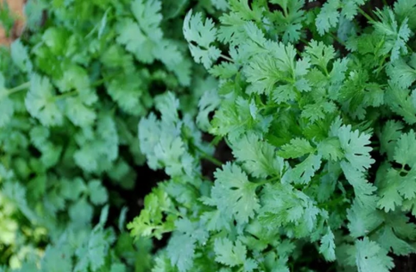 Coriander: A Flavorful Herb