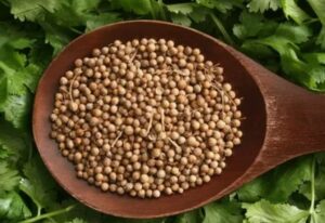 Coriander: A Flavorful Herb 