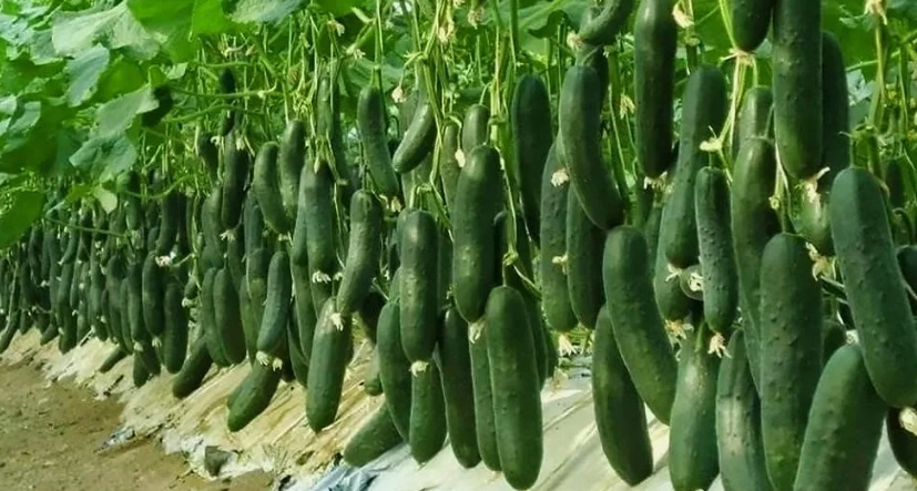 What is Cucumber, Where Does It Grow?