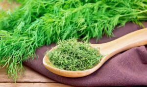 What Is Dill and Where Does It Grow?