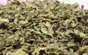 What is Nettle, Where Does it Grow? 