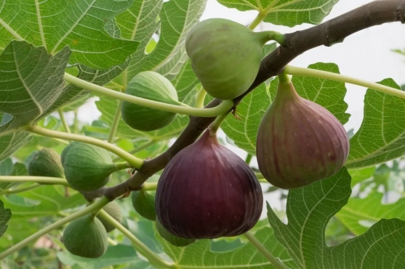 What is Fig Benefits Health Cures and Where Does It Grow?