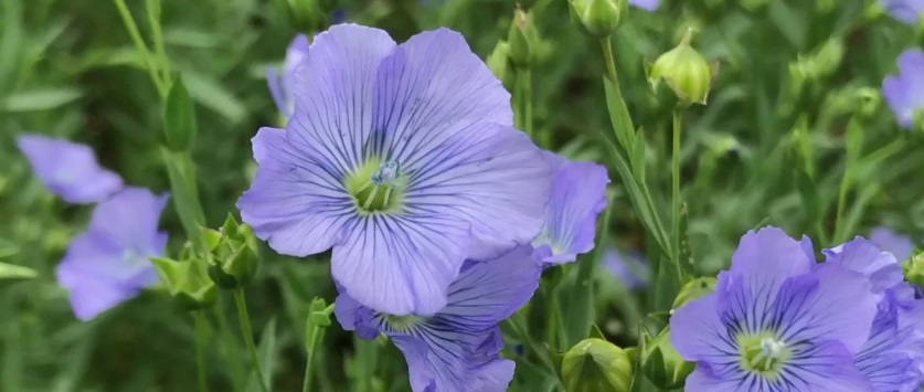 Flax Seed: A Superfood