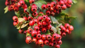 Exploring Hawthorn: Nature’s Healer and Its Many Benefits