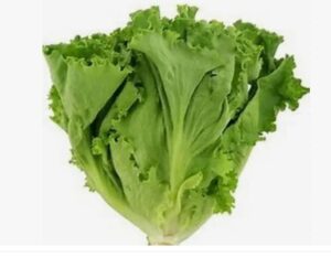 Everything You Need to Know About Lettuce: From Growth to Health Benefits