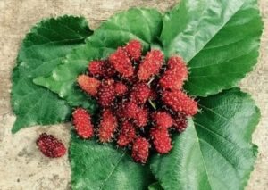 What is Mulberry Benefits Health Cures and Where Does It Grow?