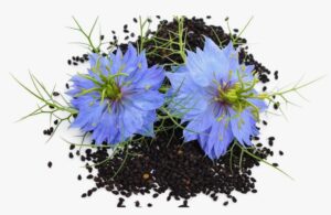 Exploring Nigella Sativa: 