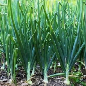 The Humble Onion: A Culinary Staple with Remarkable Benefits