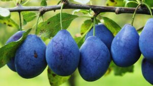 Plum: A Versatile and Nutrient Rich Fruit