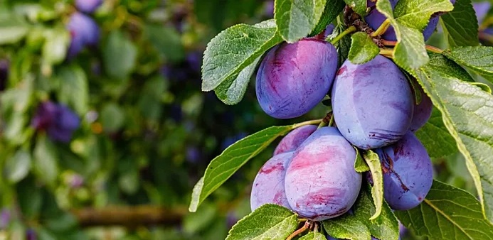 Plum: A Versatile and Nutrient Rich Fruit