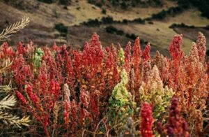 Quinoa: The Superfood That’s Taking the World by Storm