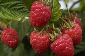 Raspberry: A Superfood Packed with Nature’s Goodness