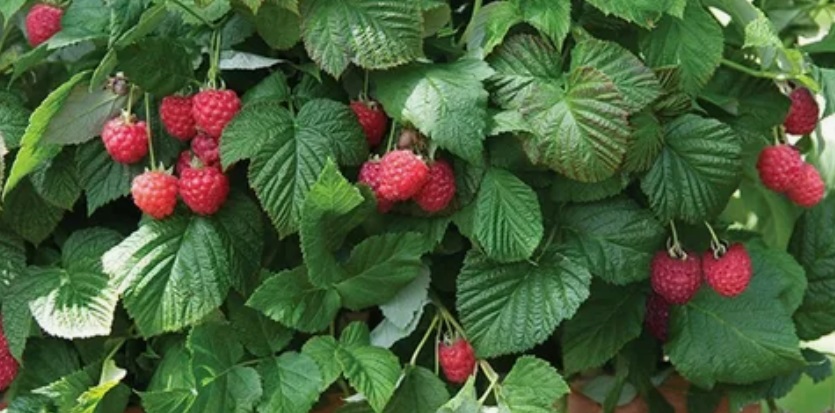 Raspberry: A Superfood Packed with Nature’s Goodness