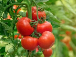 The Incredible Tomato: A Nutritional Powerhouse 