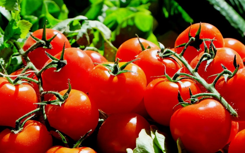 The Incredible Tomato: A Nutritional Powerhouse and Culinary Staple