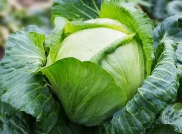 What is White Cabbage